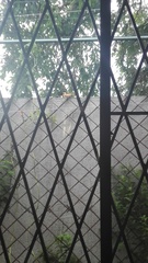 Euphonia laniirostris