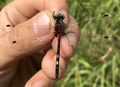 Leucorrhinia orientalis