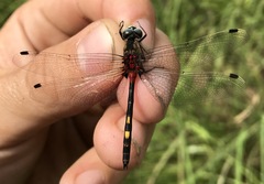 Leucorrhinia orientalis