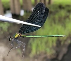 Calopteryx japonica