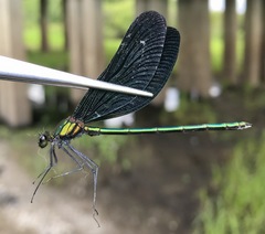 Calopteryx japonica