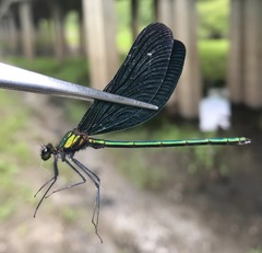 Calopteryx japonica