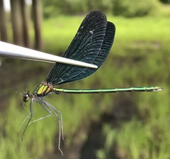 Calopteryx japonica