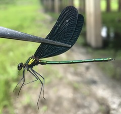 Calopteryx japonica