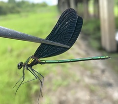 Calopteryx japonica