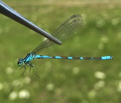 Coenagrion lanceolatum