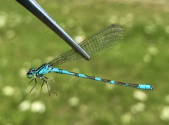 Coenagrion lanceolatum