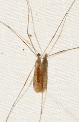 Limoniinae