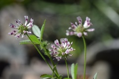 Trifolium obtusiflorum
