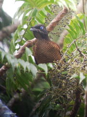 Lawes's Parotia photo 4