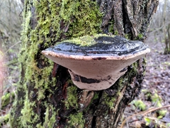 Phellinus