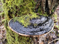 Phellinus