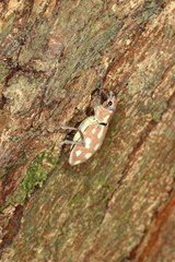Naupactus bellus