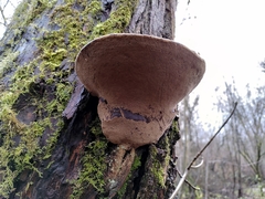 Phellinus