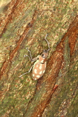 Naupactus bellus