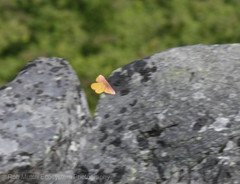 Hemileuca eglanterina