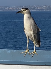 Nycticorax nycticorax