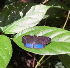 Pythonides proxenus