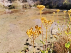 Flaveria chlorifolia