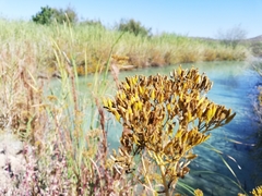 Flaveria chlorifolia