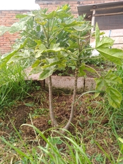 Vasconcellea × pentagona