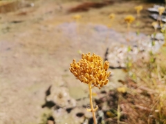Flaveria chlorifolia