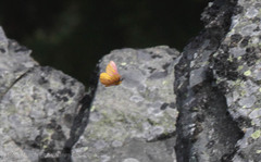 Hemileuca eglanterina