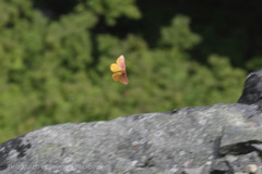 Hemileuca eglanterina