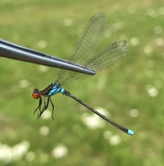 Erythromma najas humerale