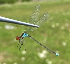 Erythromma najas humerale