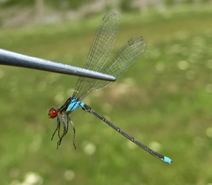 Erythromma najas humerale
