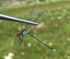 Erythromma najas humerale