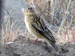 Euplectes progne progne