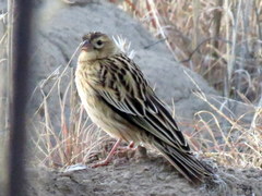 Euplectes progne progne