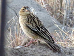 Euplectes progne progne