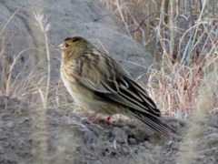 Euplectes progne progne