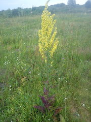 Verbascum lychnitis