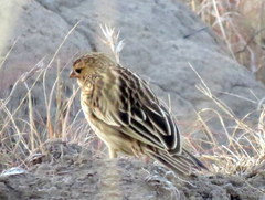 Euplectes progne progne