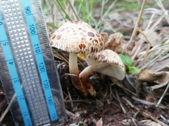 Leucoagaricus badhamii