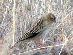 Euplectes progne progne