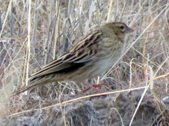 Euplectes progne progne