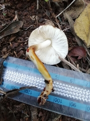 Leucoagaricus badhamii