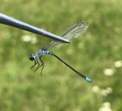 Paracercion calamorum calamorum