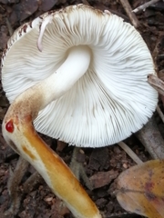 Leucoagaricus badhamii