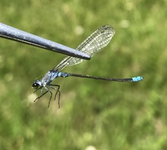 Paracercion calamorum calamorum