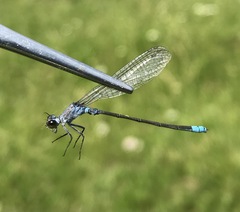 Paracercion calamorum calamorum