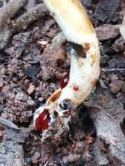 Leucoagaricus badhamii