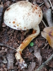 Leucoagaricus badhamii