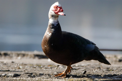 Cairina moschata domestica