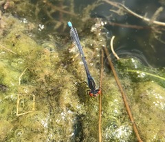 Erythromma najas humerale